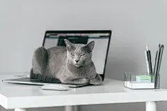 点击来源直接获取大图文件 |一只美丽的俄罗斯蓝猫，有着有趣的表情，躺在笔记本电脑键盘上，在家中的灰色背景下放松。一只可爱的蓝眼睛灰猫在笔记本电脑上休息。