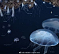 绘制普通月水母（Aurelia aurita）的生命周期 | Nicholas Bezio (Bezio Studios) #动物# #生物# #博物# #自然# #自然笔记# ​​​​