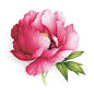 PIVOINE ARBUSTIVE.TREE PEONY. Vincent Jeannerot