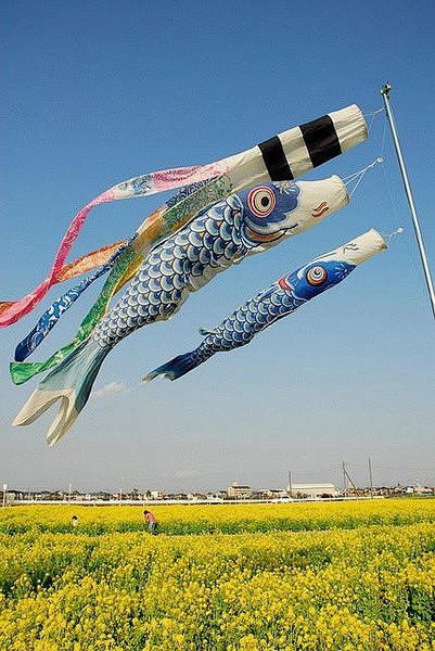 鲤鱼旗始于江户时代其创意来自中国的鲤鱼跳龙门祈愿家中男孩将来出