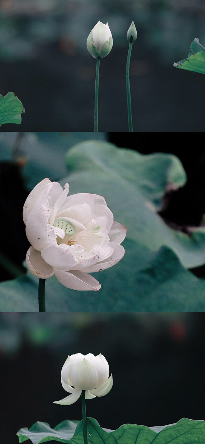 映日荷花别样红