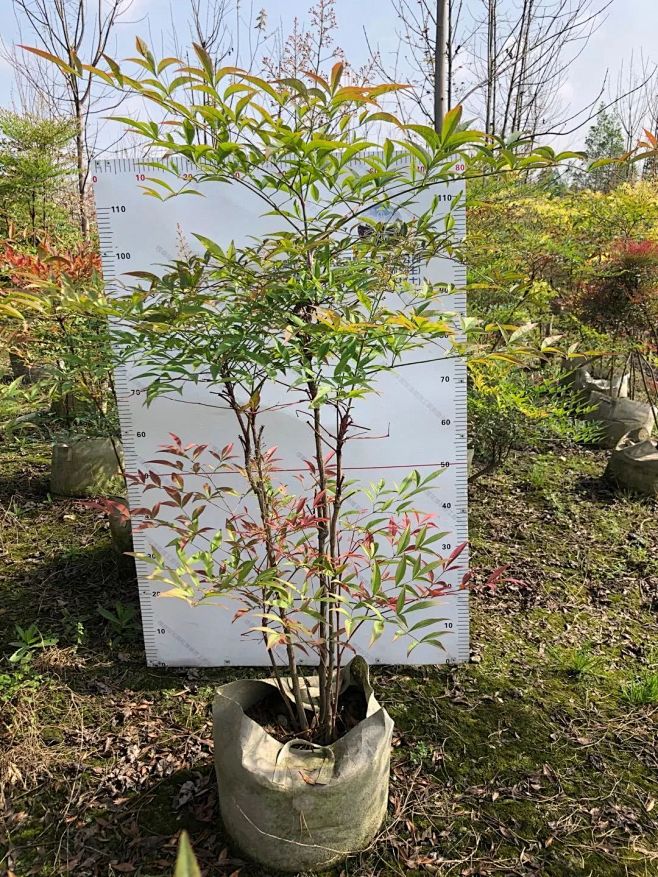 火焰南天竹 35美植袋