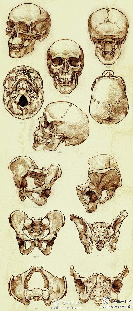 手绘：人体头骨的画法