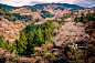 Thousand Cherry Blossom Trees on Mt. Yoshino