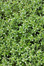 Thyme ground cover countryliving