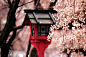 桜花，坂道，神社，古典