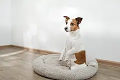 点击来源直接获取大图文件 |dog in a pet bed. Jack Russell Terrier at home on a soft mattress