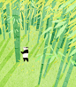 Giant Panda