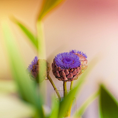 喇叭芽儿采集到姹紫嫣红