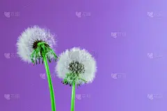 蒲公英,蒲公英种子,天空,留白,art deco风格,杂志封面,钟,自由,想法,彩色图片