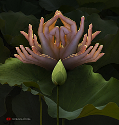 FireflyForest采集到仰