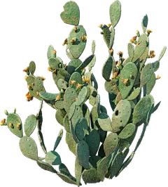 沙生植物科普牌子1