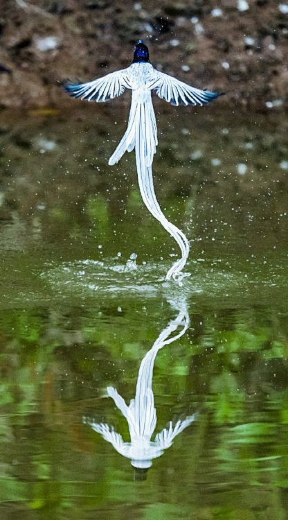 Pinterest