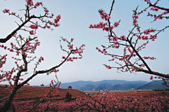 小C菜花采集到花（桃花）