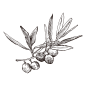 橄榄