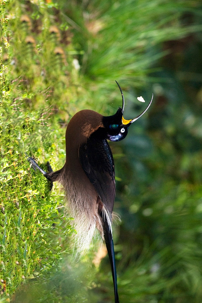 雀形目极乐鸟科镰嘴风鸟属褐镰嘴风鸟