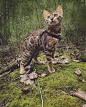 人不如猫系列[喵喵]Suki是一只生活在加拿大一岁多的豹猫，它的主人Marti Gutfreund是一位摄影师，Suki每天的日常就是跟着主人游山玩水，她们俩高山、小溪、小木屋，野花、丛林、采蘑菇的生活，也是十分让人羡慕嫉妒了