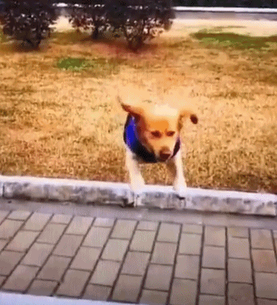 搞笑动图。