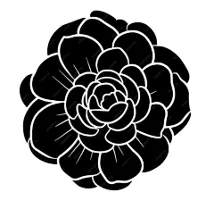 手绘简约花卉插画