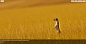 A meerkat in Namibia (© Danita Delimont/Offset by Shutterstock) | 必应每日高清壁纸 - 精彩,从这里开始