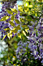 Wisteria