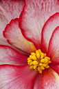 ~~Macro View Of A Variegated Begonia by John Delapp~~