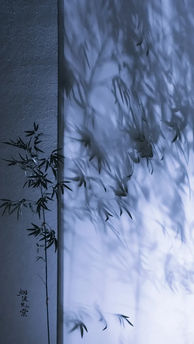 竹影-花瓣网