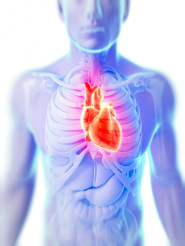  心脏身体器官X光片高清图片 
