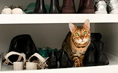 点击来源直接获取大图文件 |Curious funny bengal cat sitting in shoe wardrobe, looking at camera. Crazy pet and humour concept