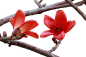 木棉花