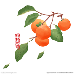 I’amzt采集到柿子