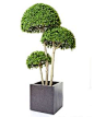 3 Half Ball Boxwood Tree Artificial 4 foot high Fantastic Artificial Topiary Tree Image shows the tree in a black cube not