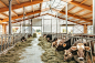 Cow Shed in Saint-Jean-sur-Richelieu - La Shed Architecture  | Arquitectura Viva