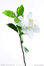 茉莉花的搜索结果_百度图片搜索
