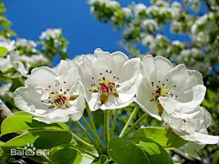 梨花的花语是纯真，代表着唯美纯净的爱情，但是也有谐音“离别”的意思。