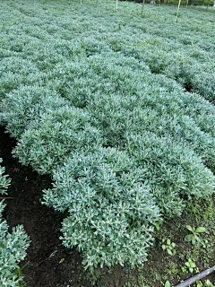 丑岛君ya采集到芙蓉菊