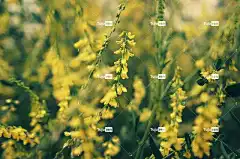 花朵 盛开 花壁纸 花园 开花 美丽的花朵 自然 生长 花卉背景