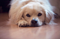 Puppy Dog Eyes by Karen Nicholson on 500px