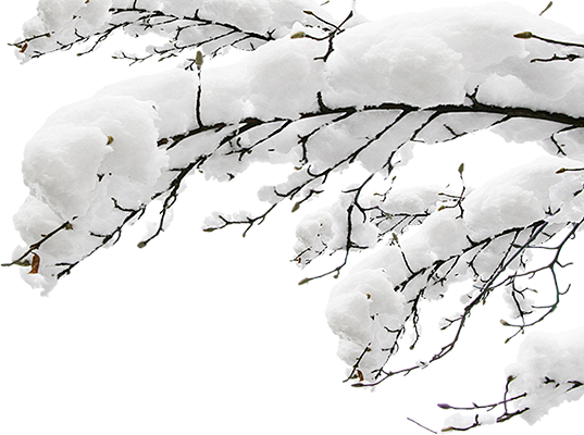 雪压树枝 免扣素材 透明PNG