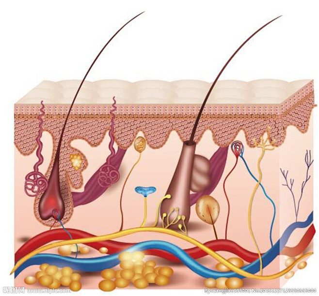 皮肤组织图