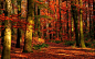 Forest Autumn. Courtesy http://hd-wallpapers.eu (CC). - Pixdaus
