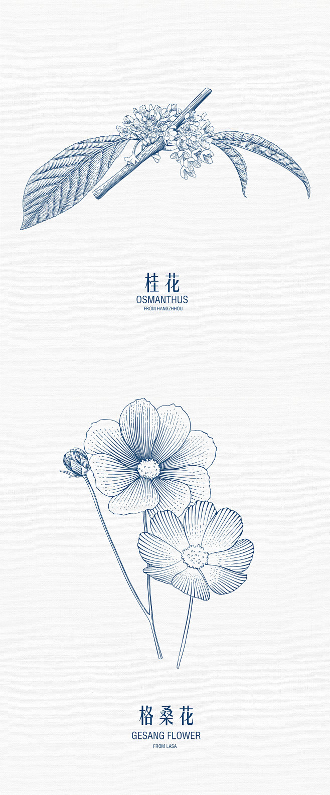原创插画版画包装设计city flowe...