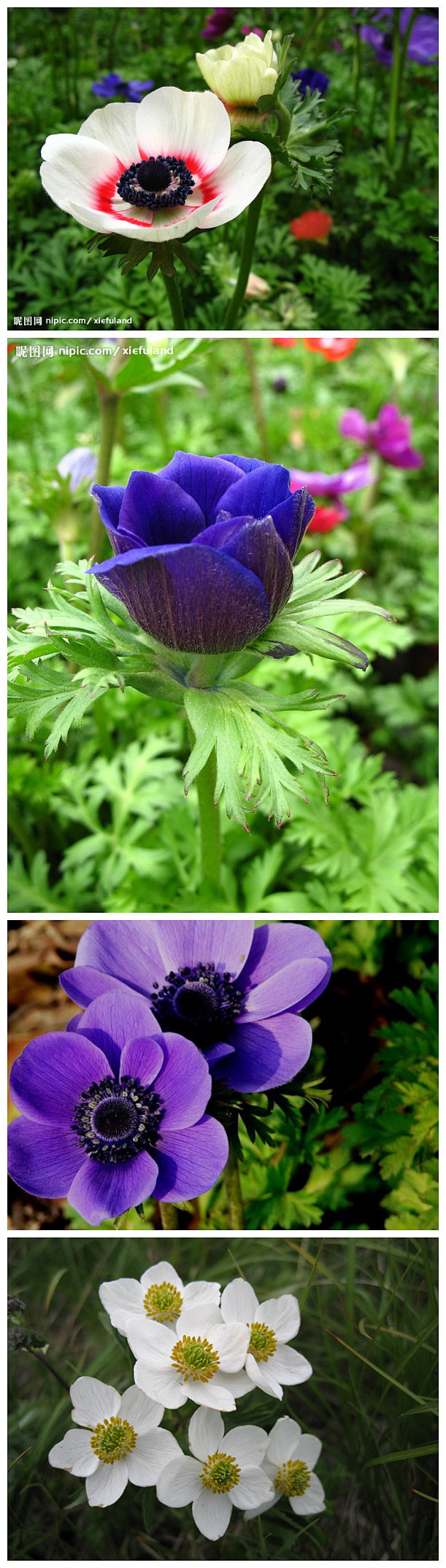  41 Anemone Cathayensis Kitag 
