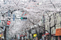 日本樱花季第一趴•东京 | 在小众地感受樱花烂漫 - 马蜂窝