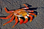 Galapagos Crab 1 by photoboy1002001 on deviantART