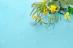 美丽的白屈菜花束在蓝色背景的贺卡