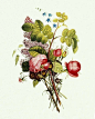 200多年前的花艺图集。 1805年画家Jean Louis Prevost 绘制的《Collection des Fleurs et des Fruits》。