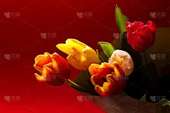 红色背景上五颜六色的郁金香花束。节日母亲节，国际妇女节，周年纪念日。旗帜,明信片。