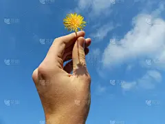 仅一朵花,拿着,白昼,日光,天空,枝繁叶茂,健康,自由,明亮,纯洁