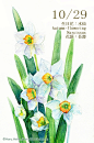 每日一花 10.29 生日花-Haru. Hello.